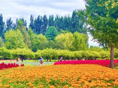 北京国际鲜花港秋